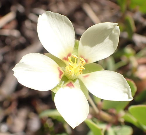 Beach Twinleaf (Roepera maritima)