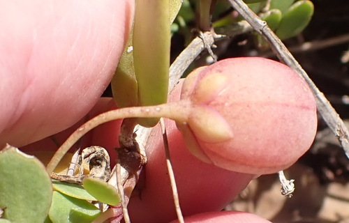 Image of Roepera maritima by (c) Nicola van Berkel, some rights reserved (CC BY-SA)