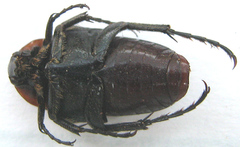 Leucocelis