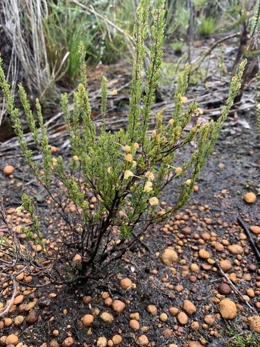 Image of Acacia browniana by (c) Mark Cliff, some rights reserved (CC BY)
