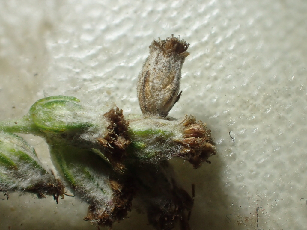 Mugwort Case-bearer