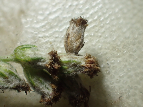 Mugwort Case-bearer