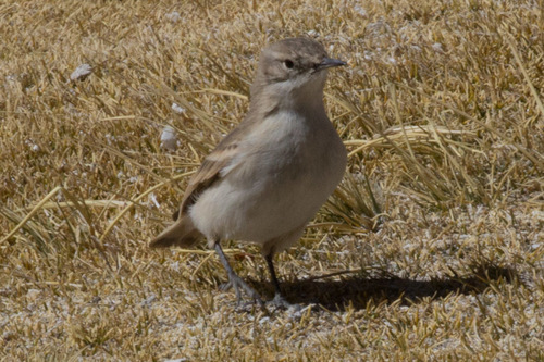 Geositta punensis
