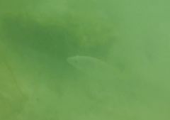 Lutjanus argentiventris