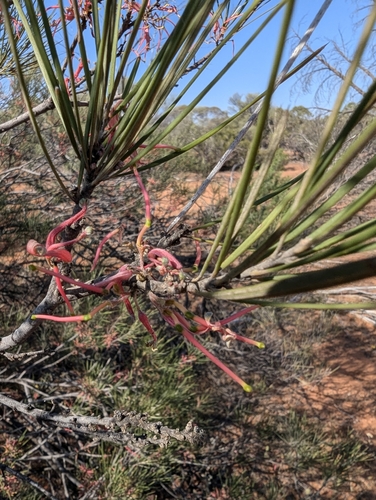 Wheel Grevillea (Grevillea sarissa)