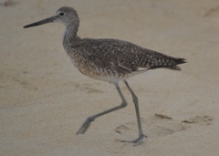 Tringa semipalmata semipalmata