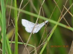 Scopula umbilicata