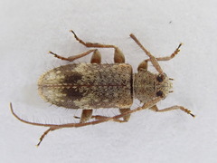 Exocentrus adspersus
