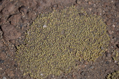 Pycnophyllum tetrastichum