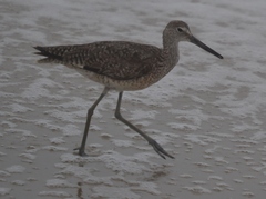 Tringa semipalmata semipalmata