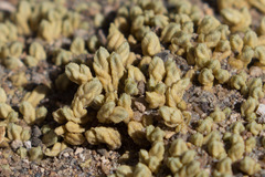 Pycnophyllum tetrastichum