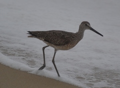 Tringa semipalmata semipalmata