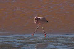 Phoenicoparrus jamesi