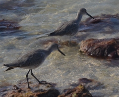 Tringa semipalmata semipalmata