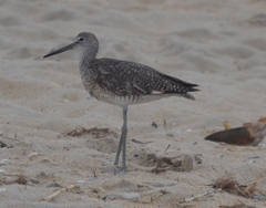 Tringa semipalmata semipalmata