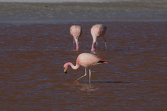 Phoenicoparrus jamesi