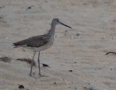 Tringa semipalmata semipalmata