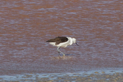 Recurvirostra andina