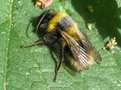 Bombus hortorum