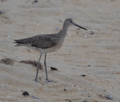 Tringa semipalmata semipalmata
