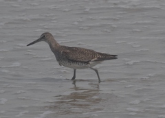 Tringa semipalmata semipalmata