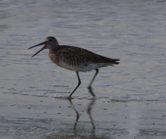 Tringa semipalmata semipalmata