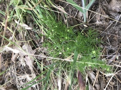 Galium andrewsii