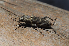 Xylotrechus nauticus