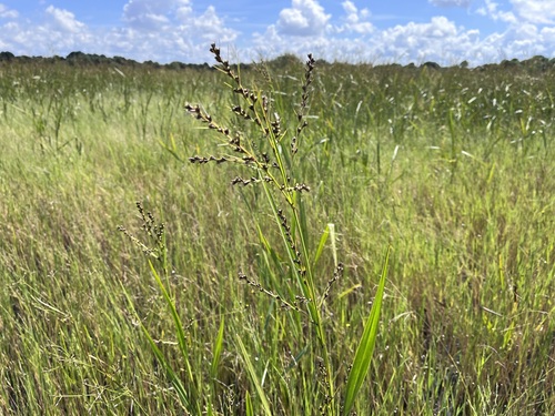 lakeshore nutrush (Scleria lacustris)