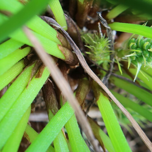 Trachyandra chlamydophylla