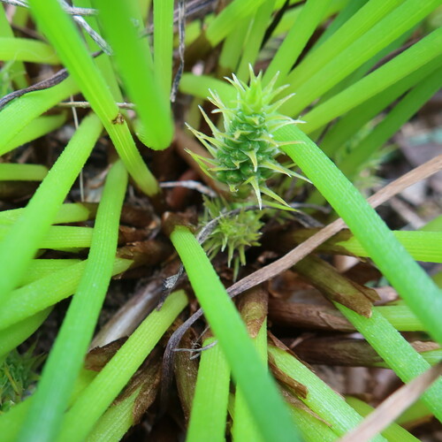 Trachyandra chlamydophylla
