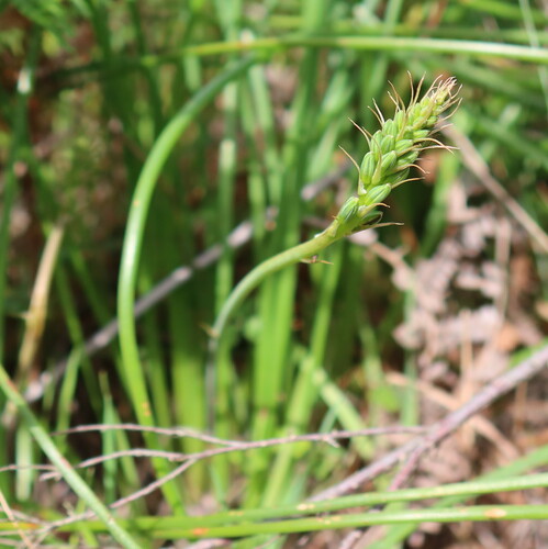 Trachyandra chlamydophylla