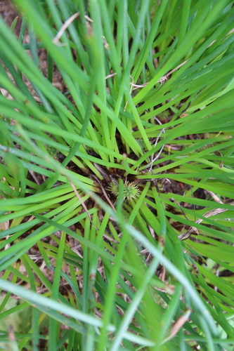 Trachyandra chlamydophylla