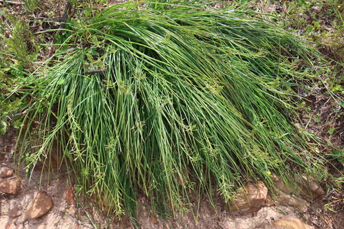 Trachyandra chlamydophylla