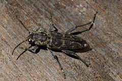 Xylotrechus nauticus