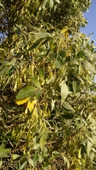 Fraxinus angustifolia syriaca