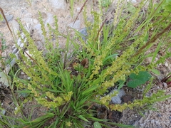 Veronica serpyllifolia