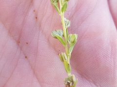 Veronica serpyllifolia