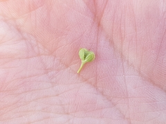 Veronica serpyllifolia