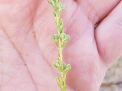 Veronica serpyllifolia