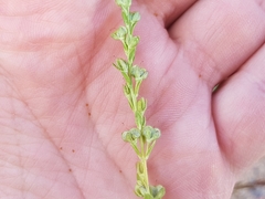 Veronica serpyllifolia