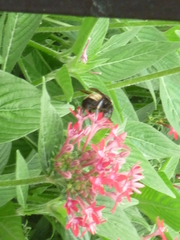 Bombus pensylvanicus image
