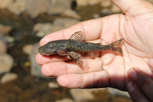 Bristly pleco (Pareiorhaphis hystrix) — Loricariidae