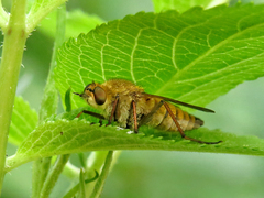 Thereva nobilitata