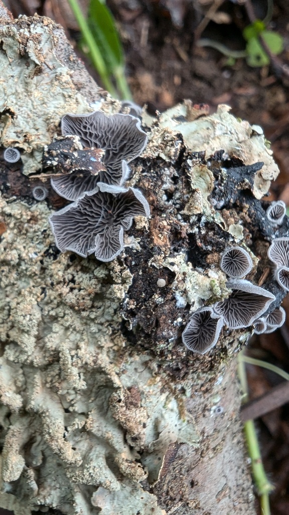 Resupinatus applicatus · October 2024 · photo: © atsushi_nakajima_cirque (iNaturalist, cc-by)