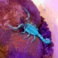 Centruroides exilicauda