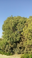 Fraxinus angustifolia syriaca