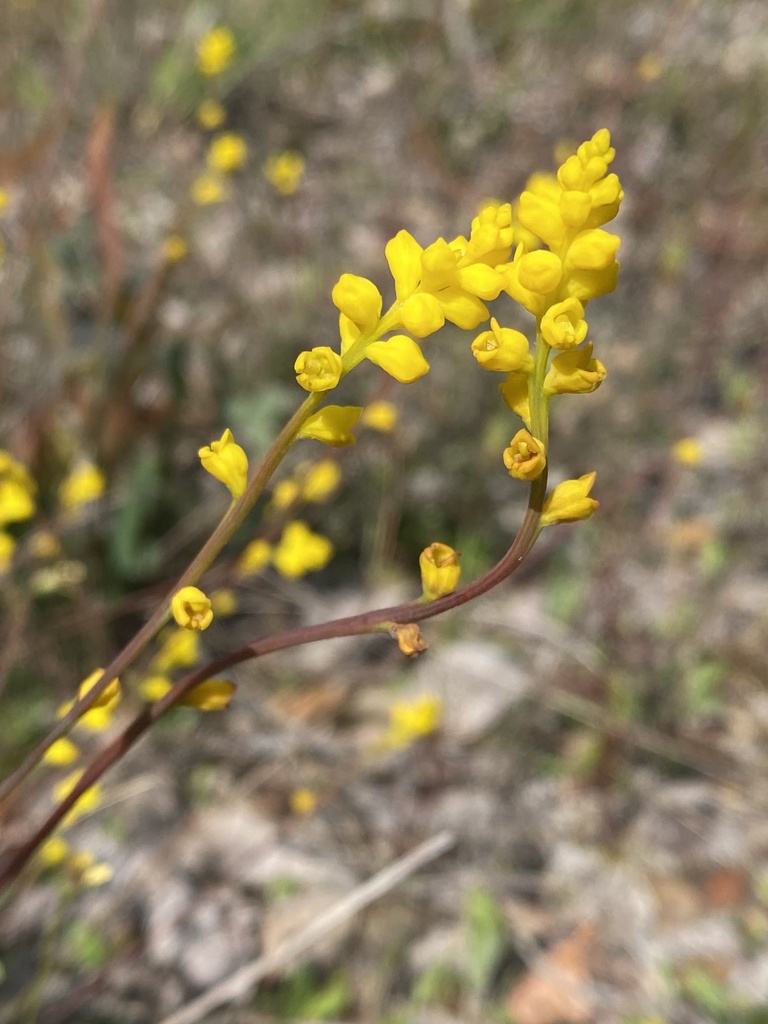 Synaphea polypodioides