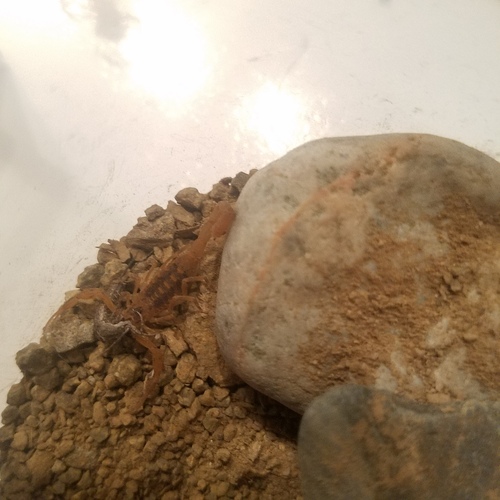 Baja California Bark Scorpion