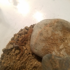 Centruroides exilicauda